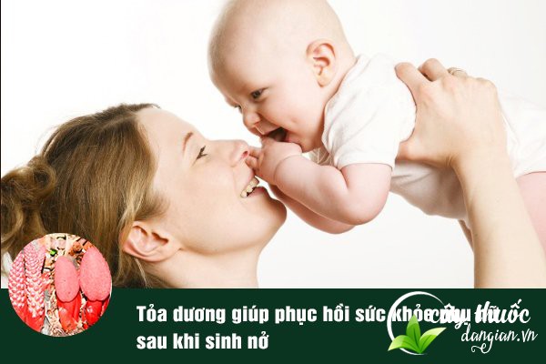 Tỏa dương thường được sử dụng để làm bài thuốc giúp phục hồi sức khỏe cho phụ nữ sau sinh.