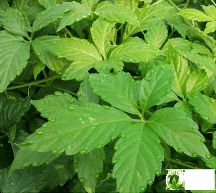 giao-co-lam-5-la-tot-hon