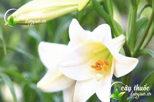 Bảo quản trà hoa ở nơi khô ráo