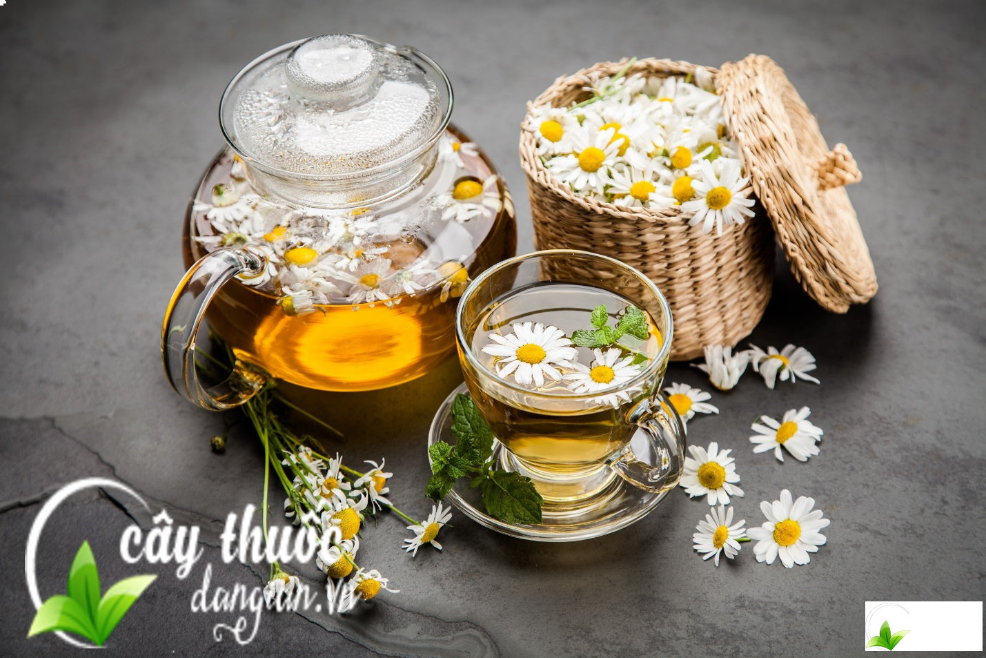 Trà hoa cúc rất tốt cho sức khỏe