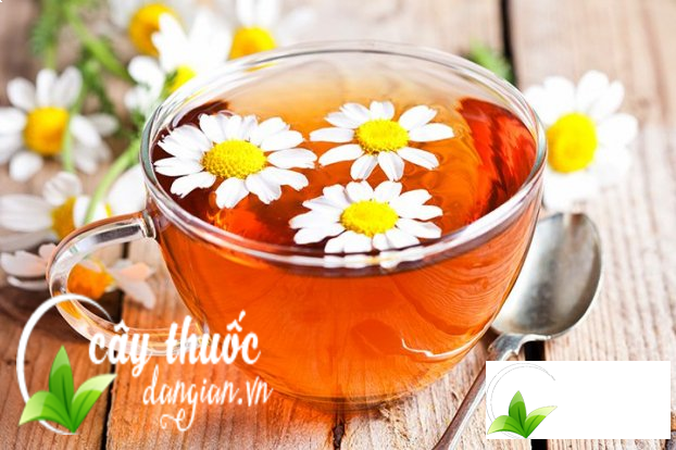 Cần sử dụng trà hoa cúc hợp lý