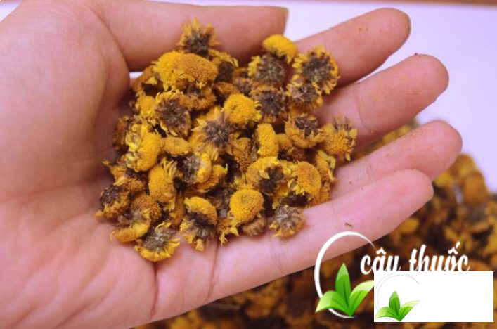 Trà hoa cúc tại Cây Thuốc Dân Gian