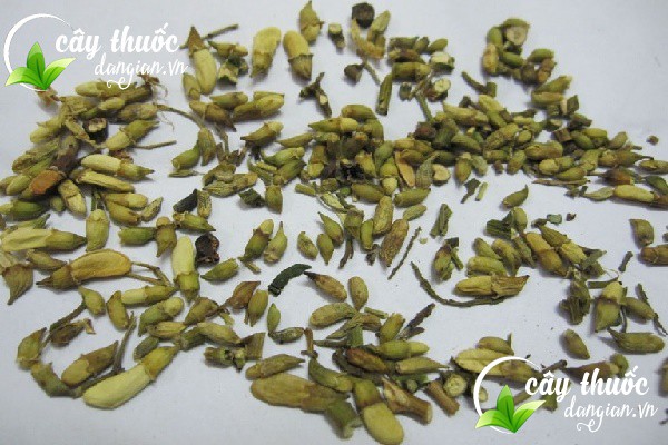 Trà hoa hòe là dược liệu quý cho sức khỏe con người