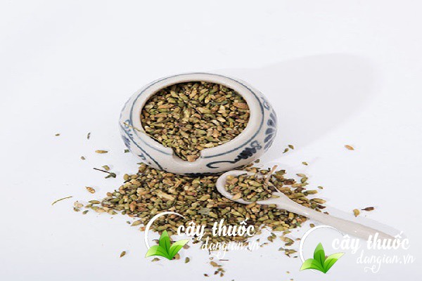 Có hai loại trà hoa hòe phổ biến hiện nay