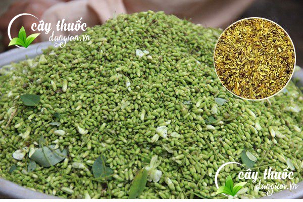 Trà hoa hòe với nhiều công dụng tuyệt vời