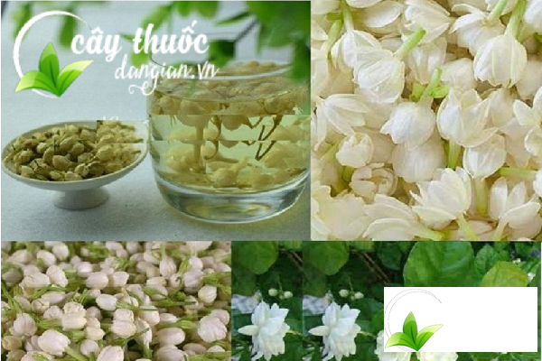 Những loại trà làm từ hoa nhài