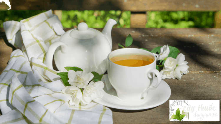 Cây Thuốc Dân Gian hướng dẫn cách pha trà hoa nhài đúng cách