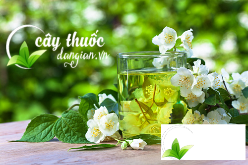 Cách uống trà hoa nhài