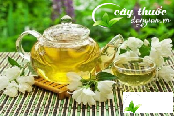 Mua trà hoa nhài tại địa điểm uy tín, chất lượng là việc cần thiết