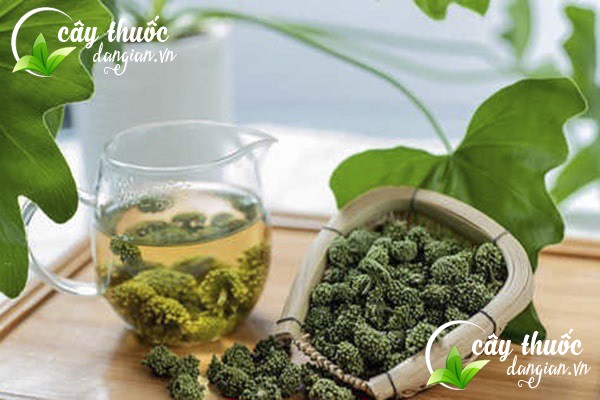 Hoa tam thất được trồng ở các vùng núi phía Bắc là loại dược liệu quý hiếm có giá trị