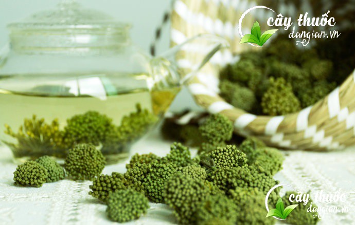 Trà hoa tam thất với nhiều công dụng tuyệt vời