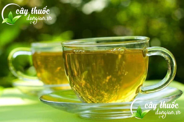 Pha trà hoa tam thất đúng cách sẽ phát huy hết công dụng của trà