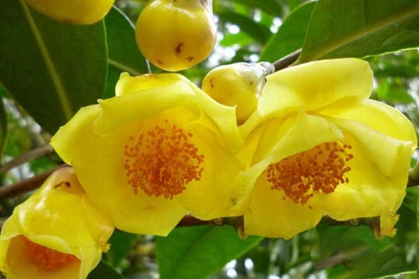 Trà hoa vàng hay còn gọi là kim hoa trà là một loại trà có nhiều tác dụng tốt cho sức khỏe.