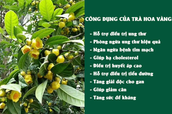 Trà hoa vàng mang lại nhiều tác dụng tốt cho sức khỏe.