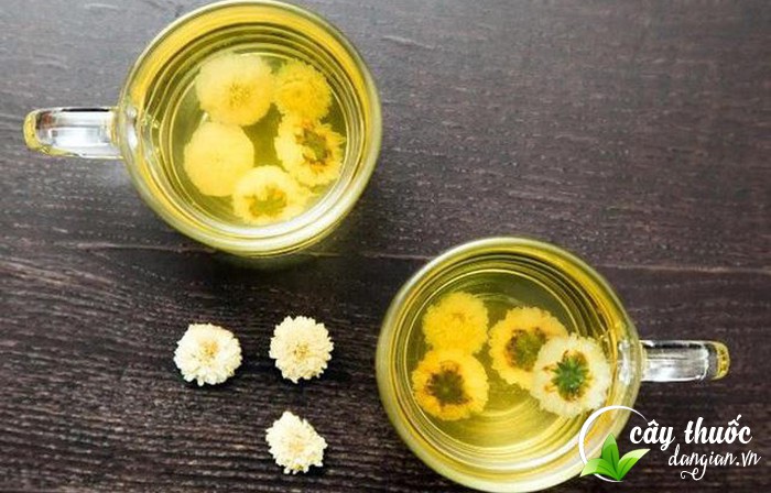 Trà hoa cúc trắng có tác dụng gì?