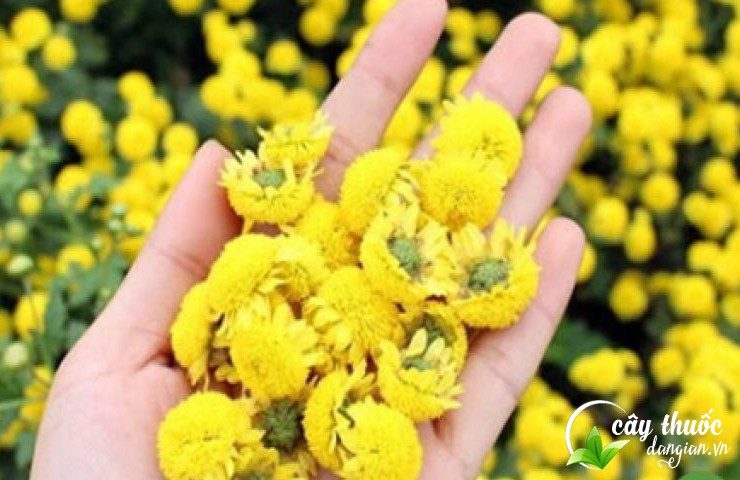 Trà hoa cúc vàng rất tốt cho sức khỏe