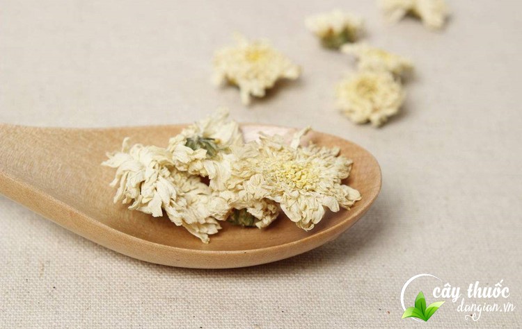 Trà hoa cúc trắng rất tốt cho sức khỏe