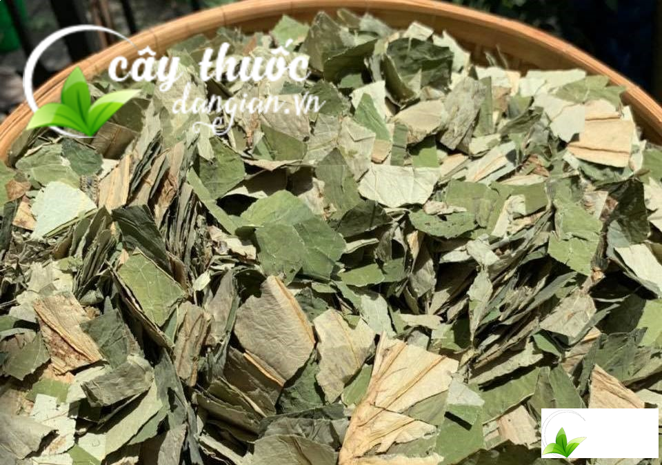 Lá sen sau khi được phơi khô và chia nhỏ