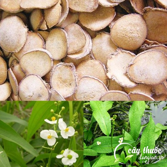 Bài thuốc trạch tả chữa táo bón