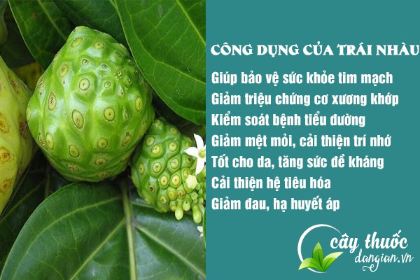 Công dụng của quả nhàu đối với sức khỏe