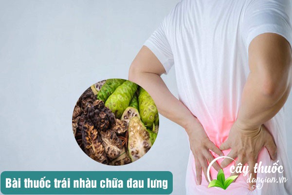 Bài thuốc quả nhàu trị đau lưng