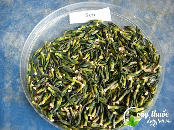 Mua trà tâm sen tại Cây Thuốc Dân Gian an toàn sức khỏe