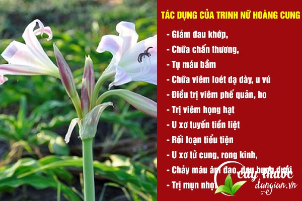 Trinh nữ hoàng cung có nhiều công dụng tốt cho sức khỏe 