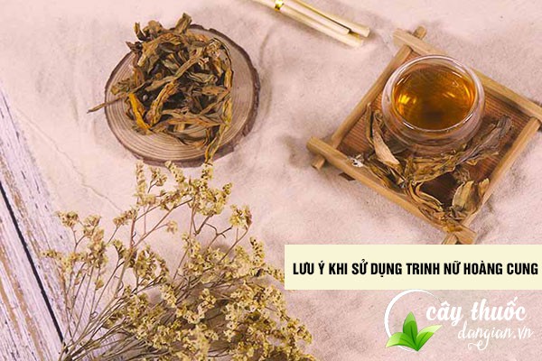 Lưu ý nên tham khảo ý kiến bác sĩ trước khi sử dụng các bài thuốc từ trinh nữ hoàng cung