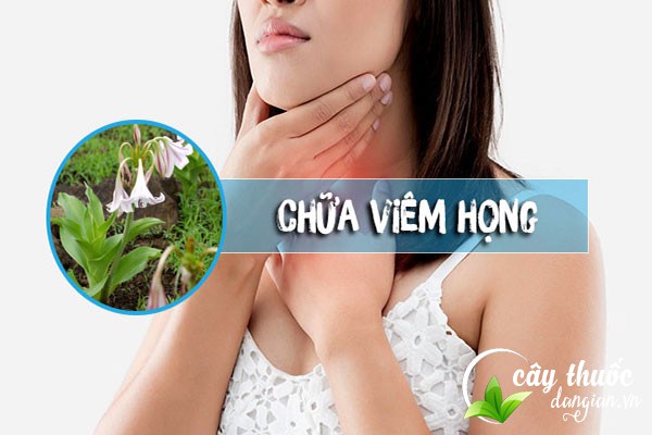 Bài thuốc trinh nữ hoàng cung chữa bệnh viêm họng hạt