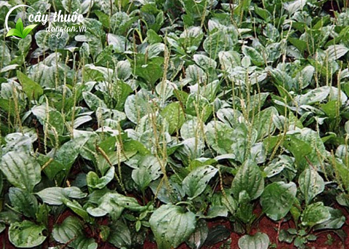 Trồng cây mã đề