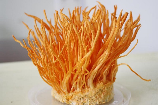 Đông trùng hạ thảo là một dược liệu quy hiếm được kết hợp giữa động vật và thực vật.