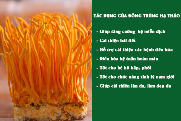 Những tác dụng tốt của đông trùng hạ thảo đối với sức khỏe tổng thể.