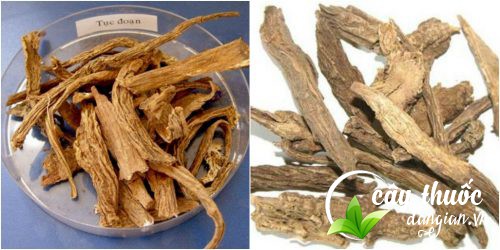 Bài thuốc từ tục đoạn chữa can, thận bị suy nhược