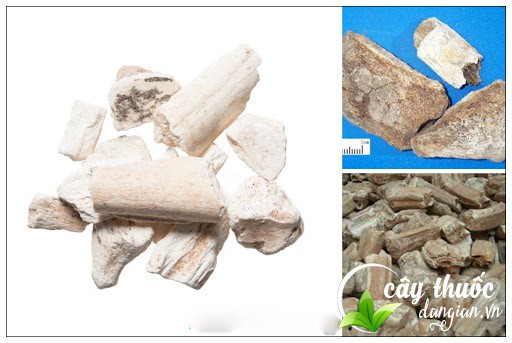 Long cốt giá bao nhiêu và mua long cốt ở đâu?