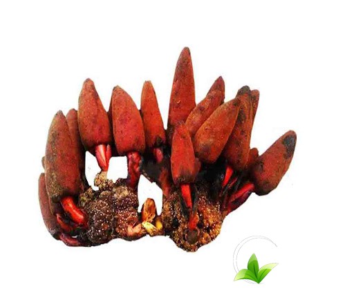 mot-so-cach-phan-biet-nam-ngoc-cau-that-gia