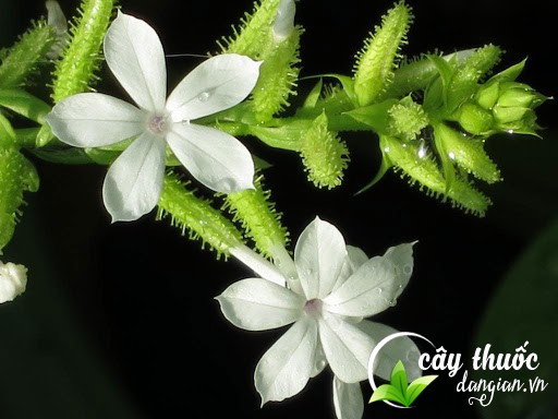 luu-y-khi-dung-bach-hoa-xa