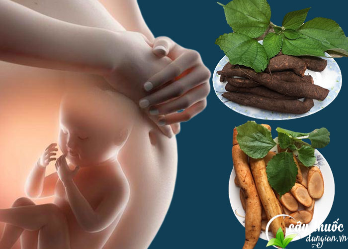 Uống củ gai có ảnh hưởng đến thai nhi không