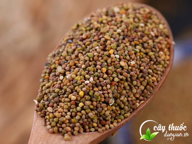 Nên mua thỏ ty tử ở đâu?