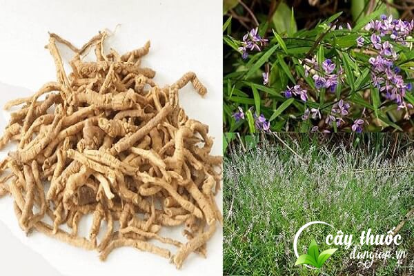 Viễn chí còn có tên gọi quan viễn chí, viễn chí đồng,... được Đông y sử dụng làm dược liệu chữa bệnh