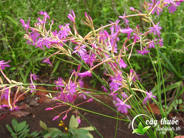 Hình ảnh cây viễn chí