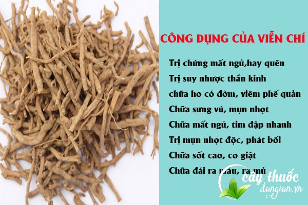 Một số công dụng tốt cho sức khỏe của viễn chí không phải ai cũng biết