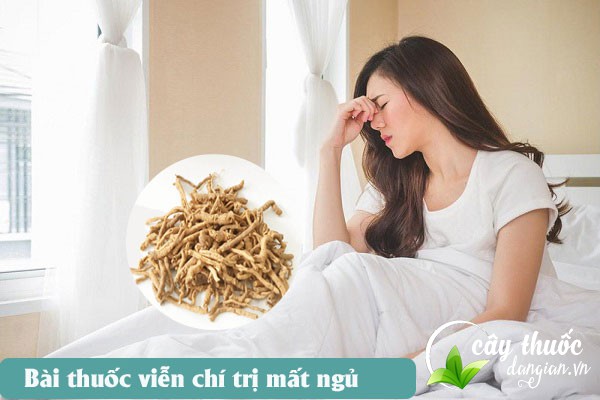Viễn chí thường được sử dụng để làm bài thuốc chữa mất ngủ, hay quên