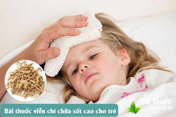 Viễn chí cũng được nhiều mẹ sử dụng để làm bài thuốc trị sốt cao cho trẻ