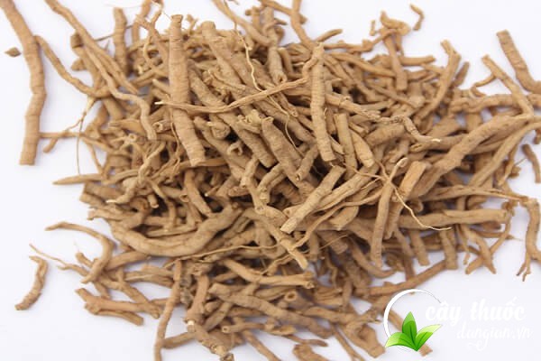 Lưu ý khi sử dụng bài thuốc viễn chí cần tham khảo ý kiến bác sĩ chuyên khoa 