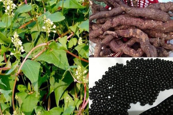 Viên nén Hà thủ ô là chế phẩm từ củ hà thủ ô