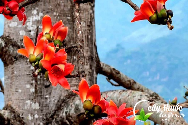 Vỏ gạo là vỏ từ thân cây gạo vừa làm cây cảnh,vừa làm thuốc chữa bệnh