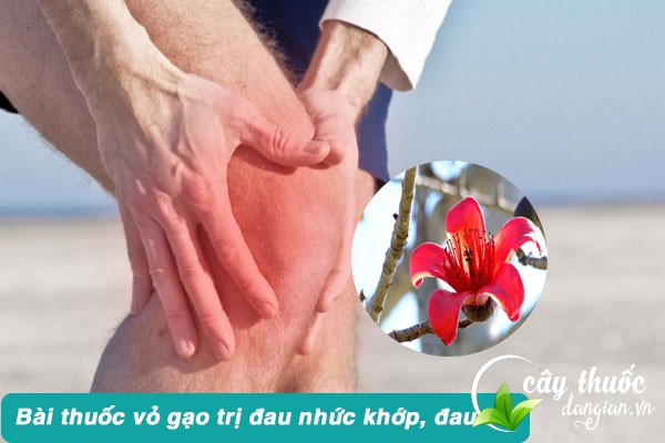 bài thuốc vỏ gạo chữa đau nhức xương khớp, đau cơ
