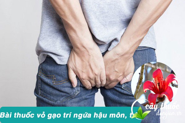 Bài thuốc vỏ gạo chữa ngứa hậu môn, bệnh trĩ