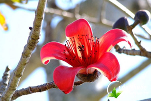 Lưu ý tham khảo ý kiến bác sĩ trước khi dùng bài thuốc từ vỏ cây gạo