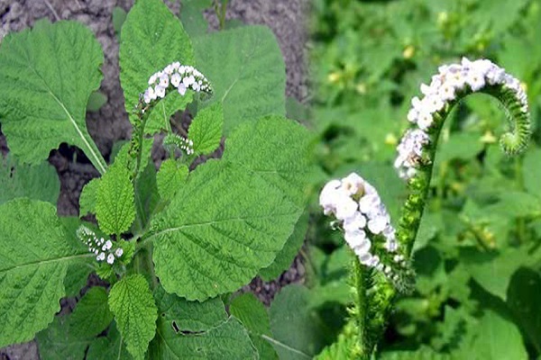 Cây vòi voi hay còn gọi là cẩu vĩ trùng là một loại cây dược liệu được sử dụng khá nhiều trong bài thuốc Đông y.